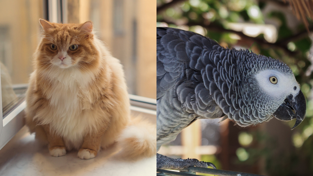 Illustration for article titled 6 Unlikely Animal Friendships And You Gotta Think They’re Fucking